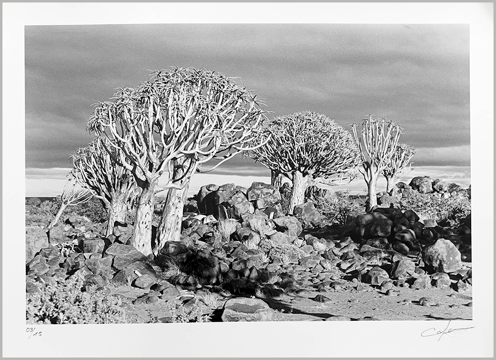 Kokerboom