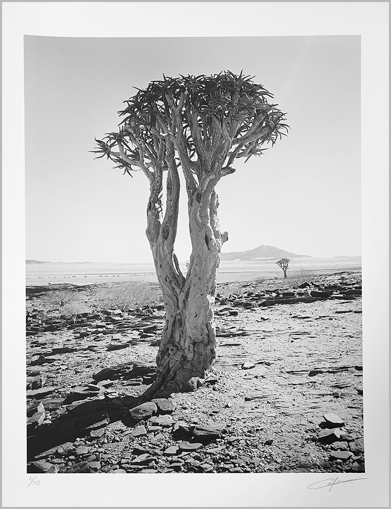 L'arbre à Carquois