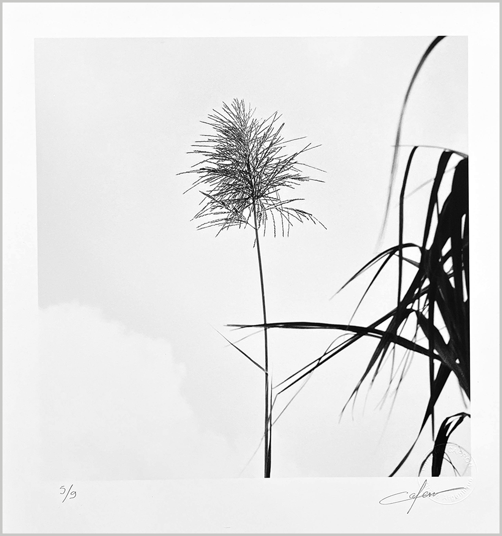 Fleur de canne