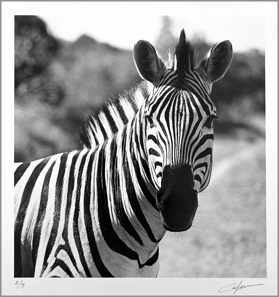 Rayures en liberté. Photo et tirage Christian CAPRON