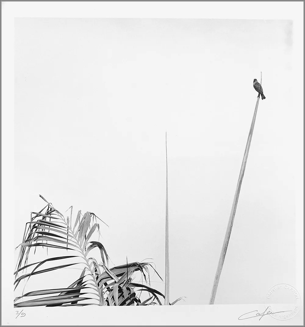 C.CAPRON PHOTOGRAPHIE